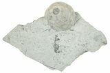 Fossil Crinoid (Eucalyptocrinus) Calyx - Indiana #252452-1